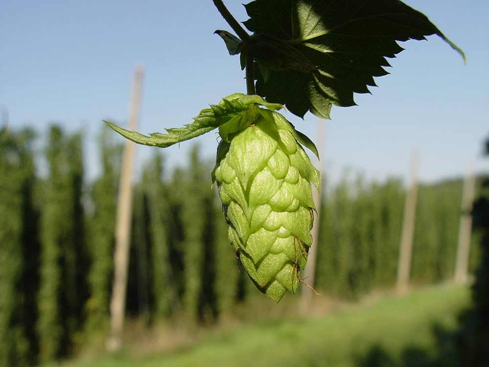 Humulus Flower Seeds – Heirloom, Non-GMO, High Germination Seeds