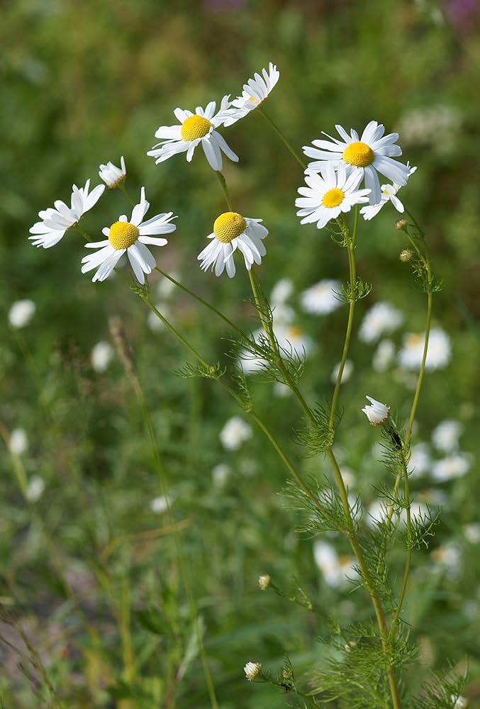 German Chamomile herb seeds