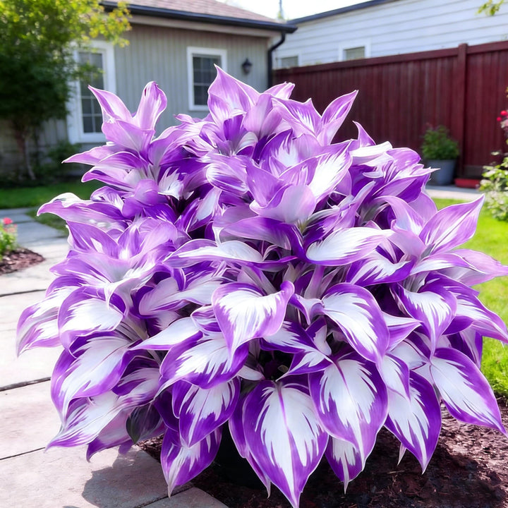 Light Purple Hosta Flower Seeds – Heirloom, Non-GMO, High Germination Seeds