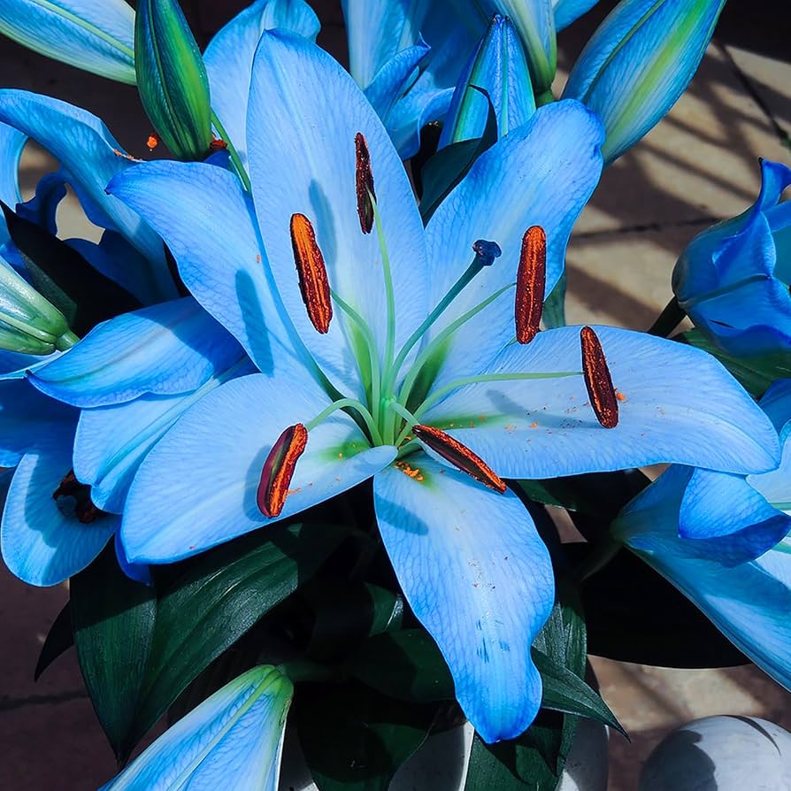 blue heart flower seeds