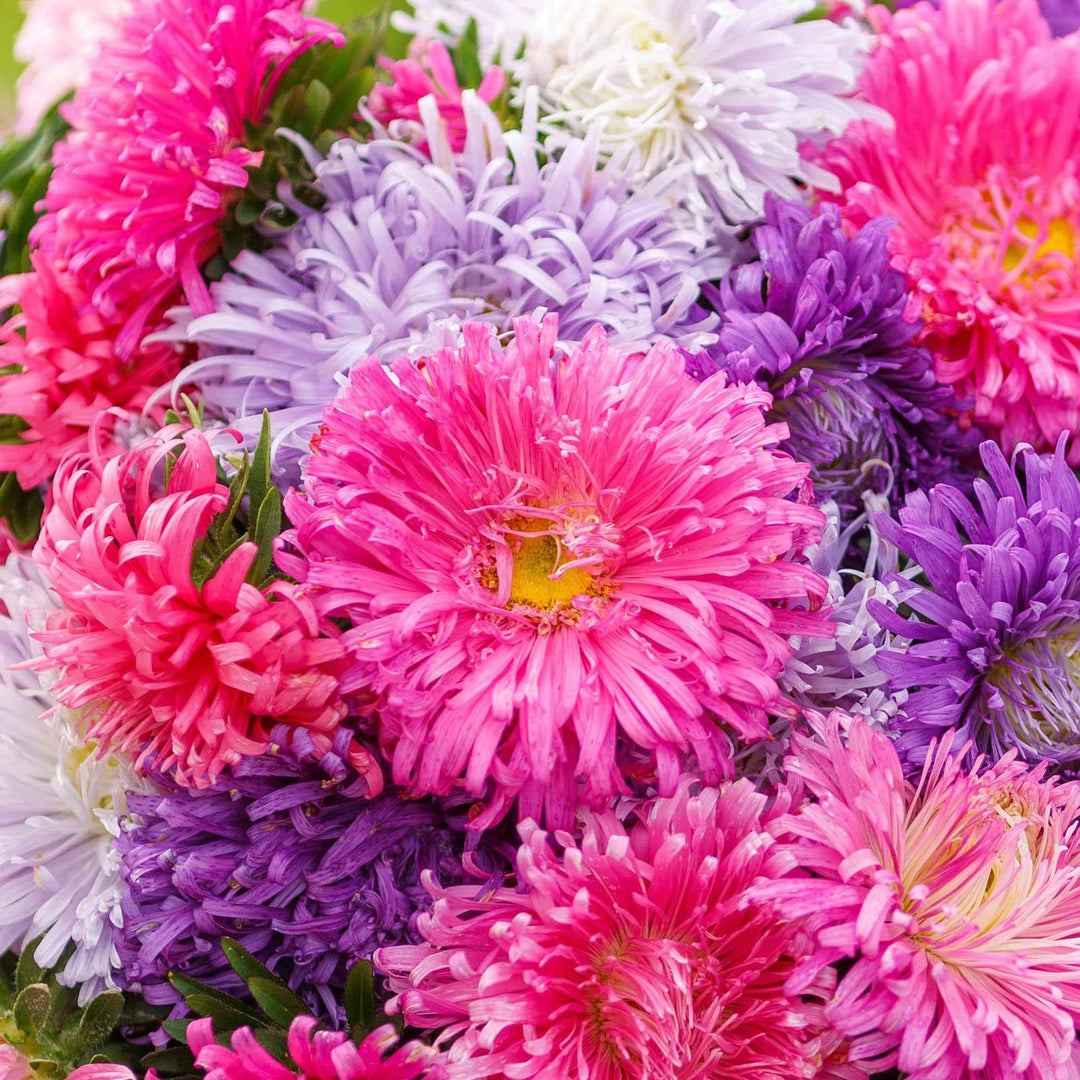 chinese aster flower seeds