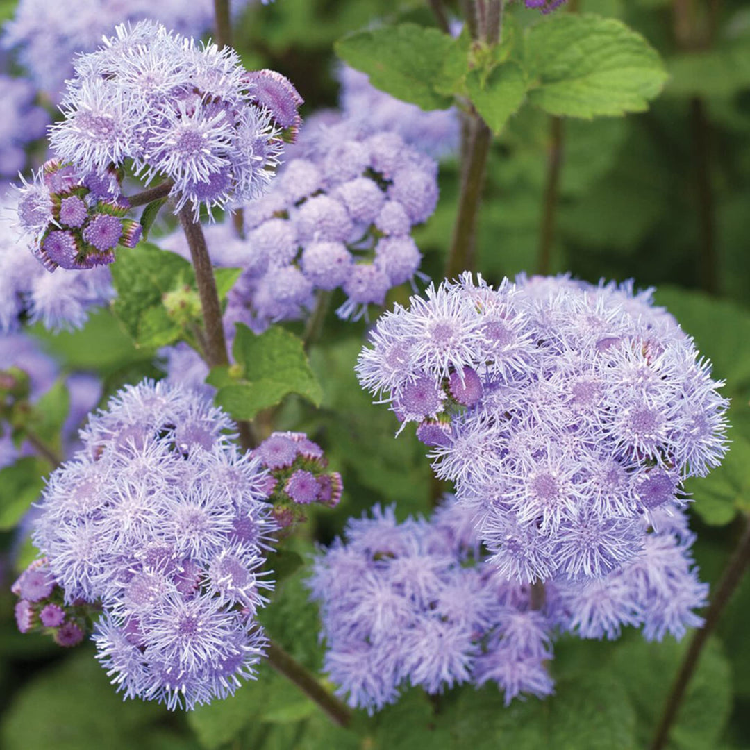 mistflower conoclinium flower seeds