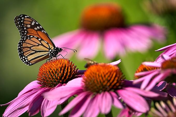 cone flower flower seeds