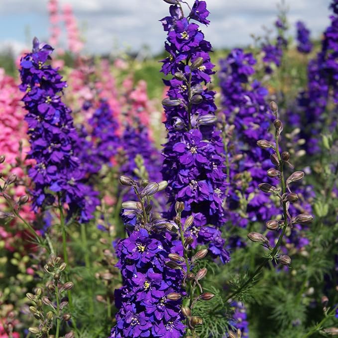 delphinium elatum flower seeds