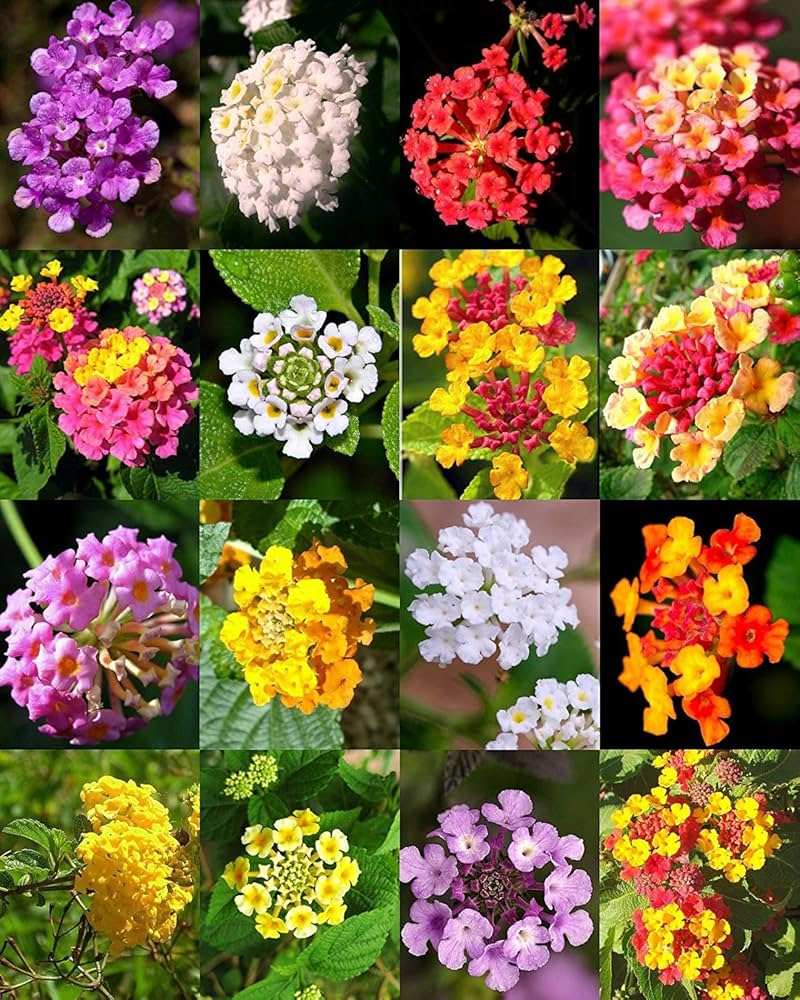 Lantana Camara Flower Seeds Mixed – Heirloom, Non-GMO, High Germination Seeds