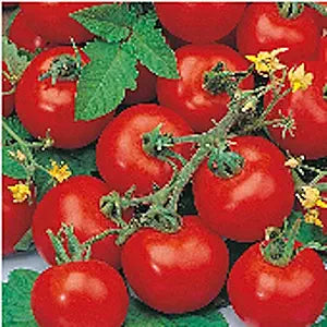 sub arctic flower seeds