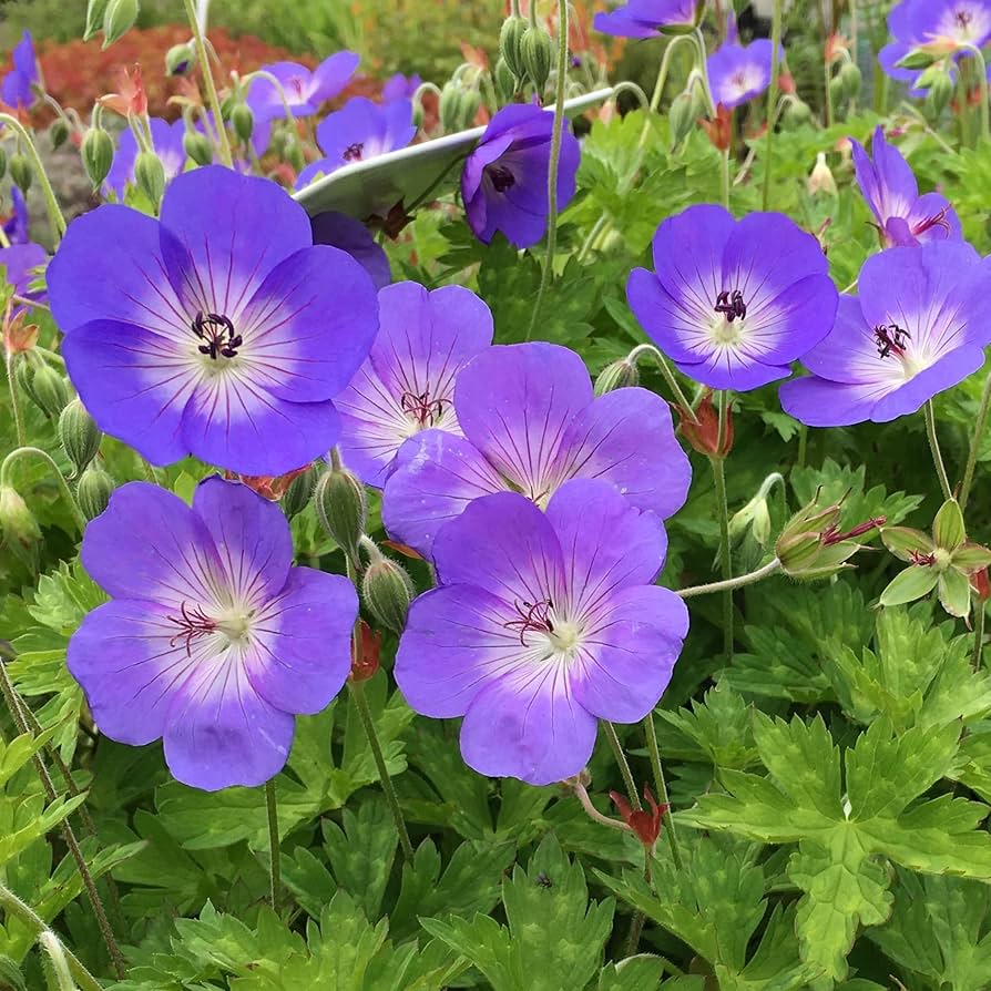 purple rare flower seeds