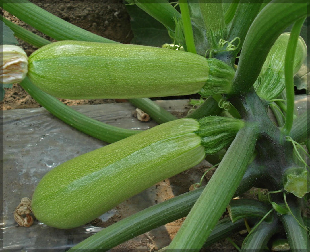 Long Light Green Zucchini Seeds – Heirloom, Non-GMO, High Germination Organic Vegetable Garden Seeds