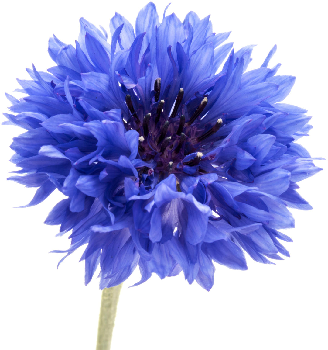cornflower centaurea flower seeds