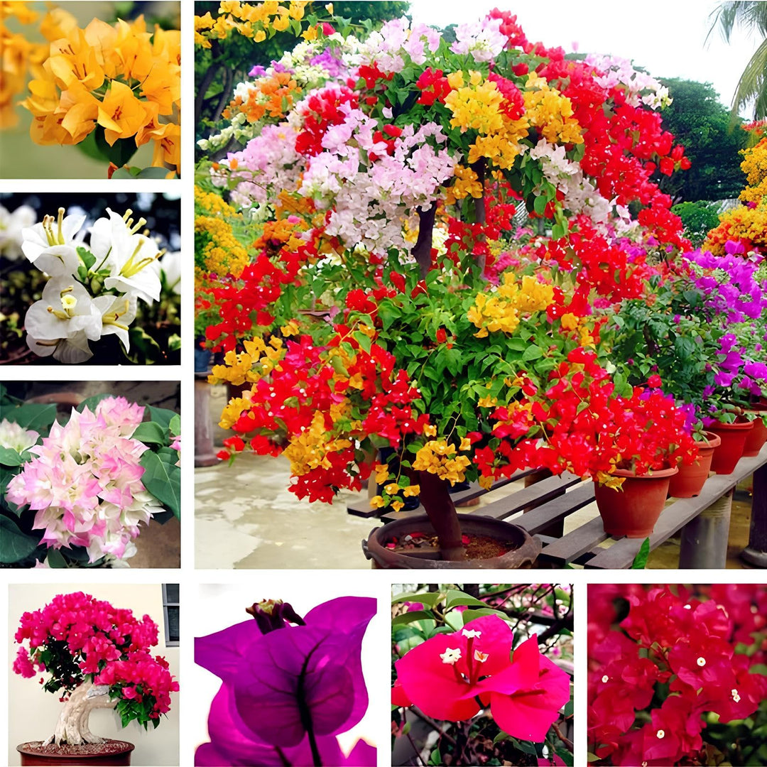 Mixed Bougainvillea Flower Seeds – Heirloom, Non-GMO, High Germination Seeds