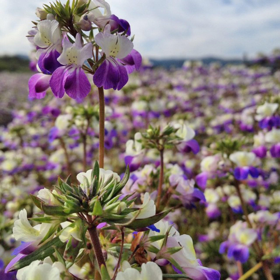 collinsia collinsia flower seeds