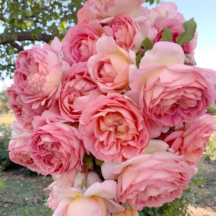 Peach Climbing Rose Flower Seeds – Heirloom, Non-GMO, High Germination Seeds