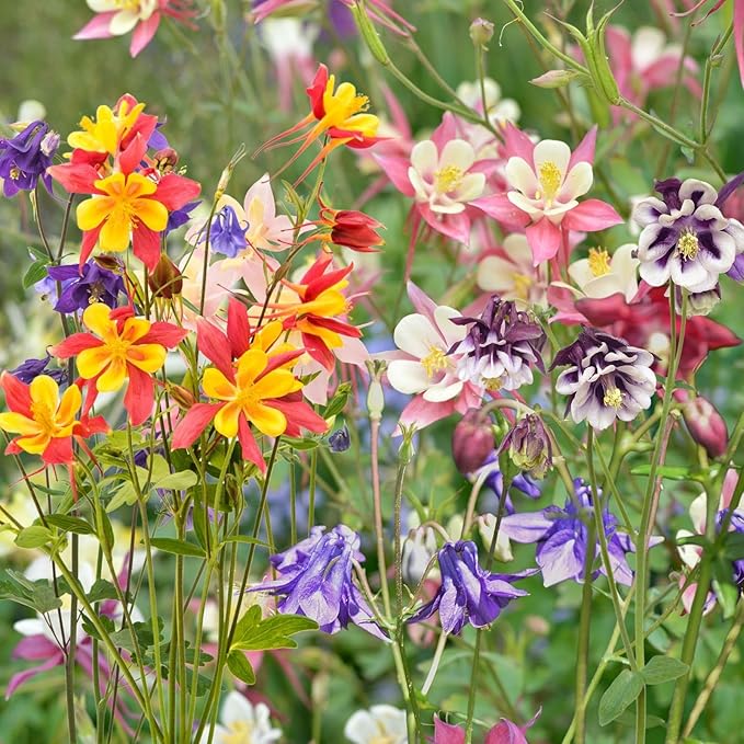 columbine aquilegia flower seeds