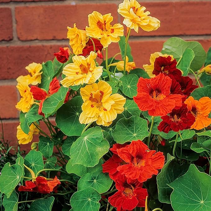 jewel mix flower seeds