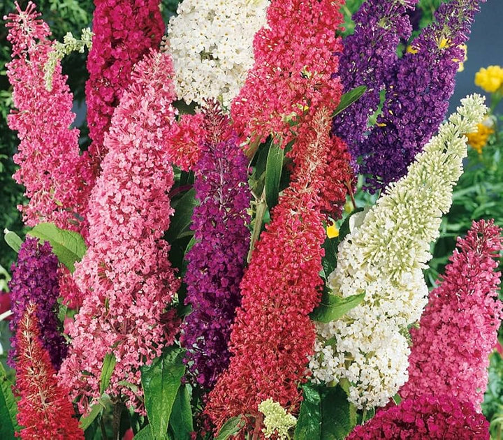 Buddleja Flower Seeds Mixed – Heirloom, Non-GMO, High Germination Seeds
