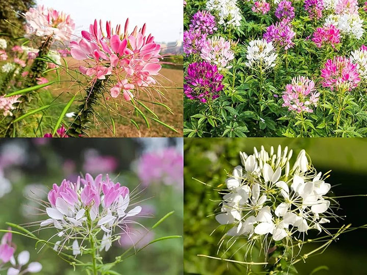 Mixed Lonicera Henryi Flower Seeds – Heirloom, Non-GMO, High Germination Seeds