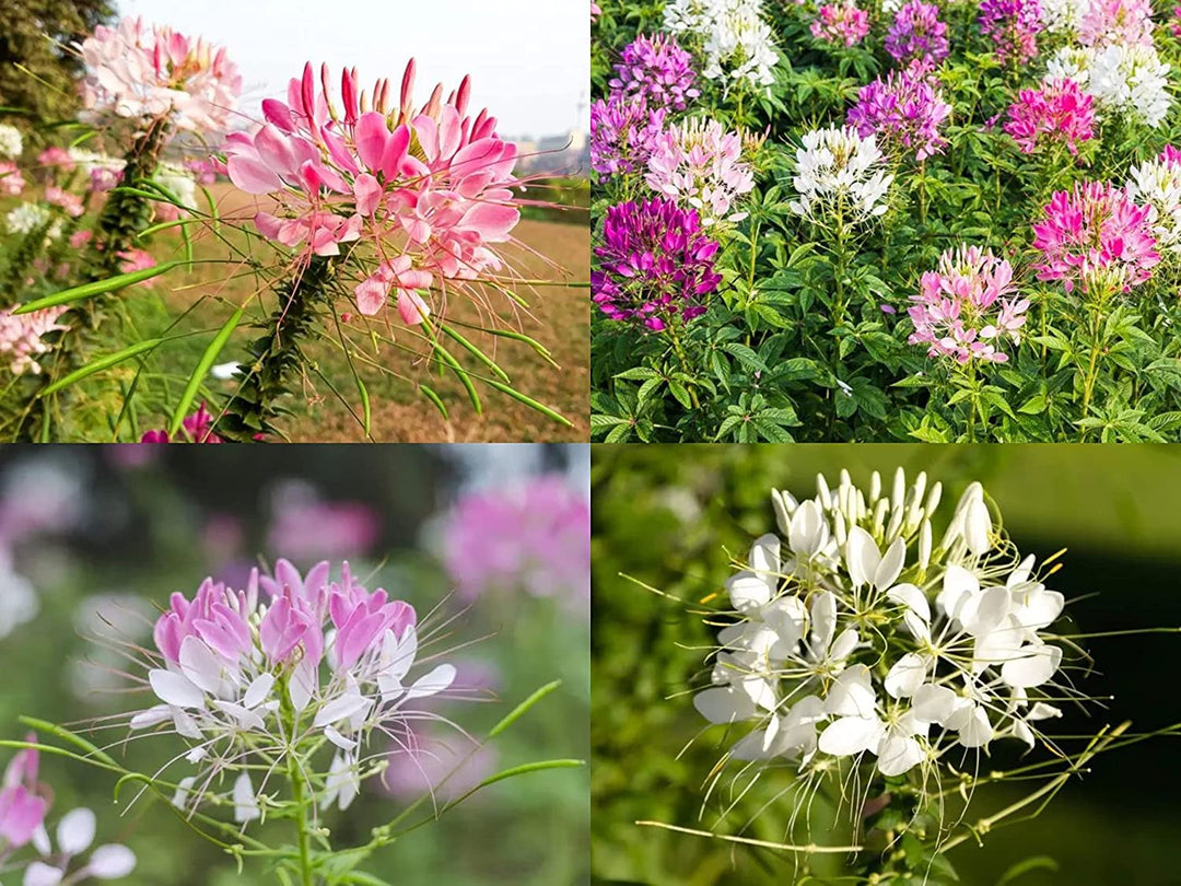 Mixed Honeysuckle Flower Seeds – Heirloom, Non-GMO, High Germination Seeds