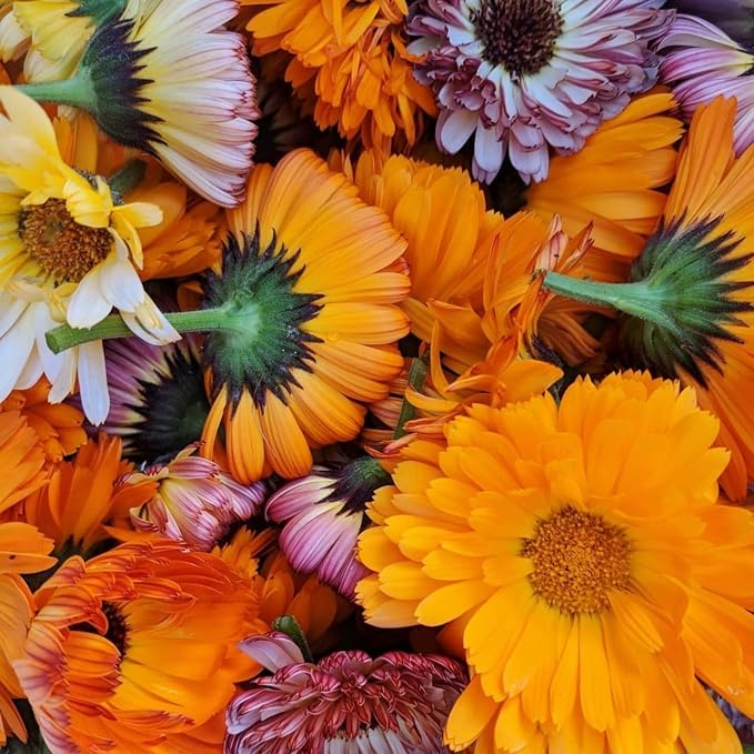 Pot Marigold (Calendula) Seeds for Planting – Heirloom, Non-GMO Garden Seeds