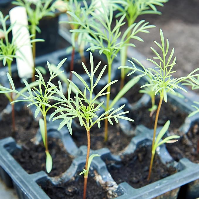 cosmos cosmos flower seeds