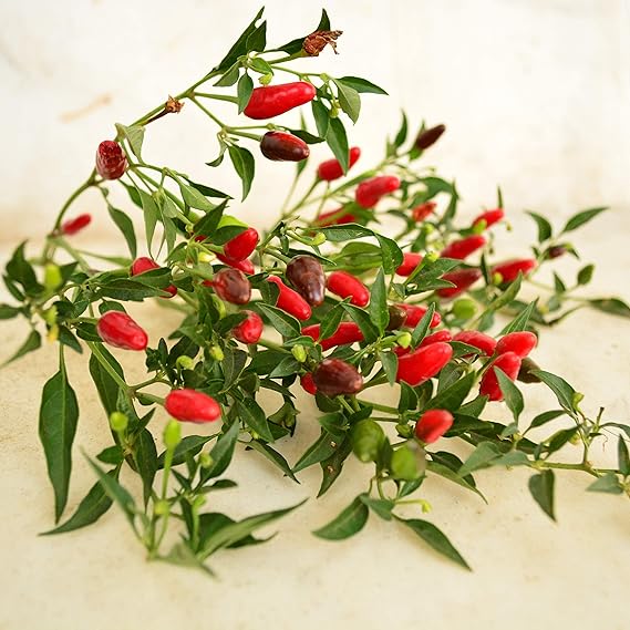 pepper capsicum flower seeds