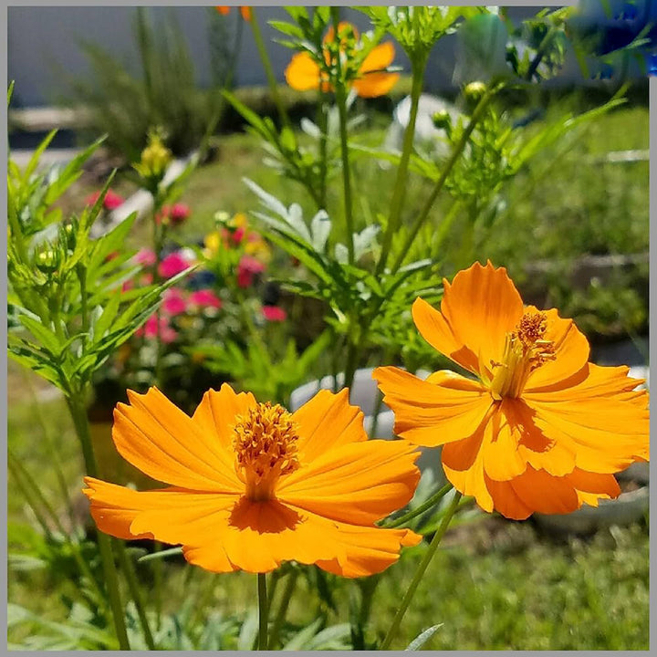 Orange Hemelia Flower Seeds – Heirloom, Non-GMO, High Germination Seeds