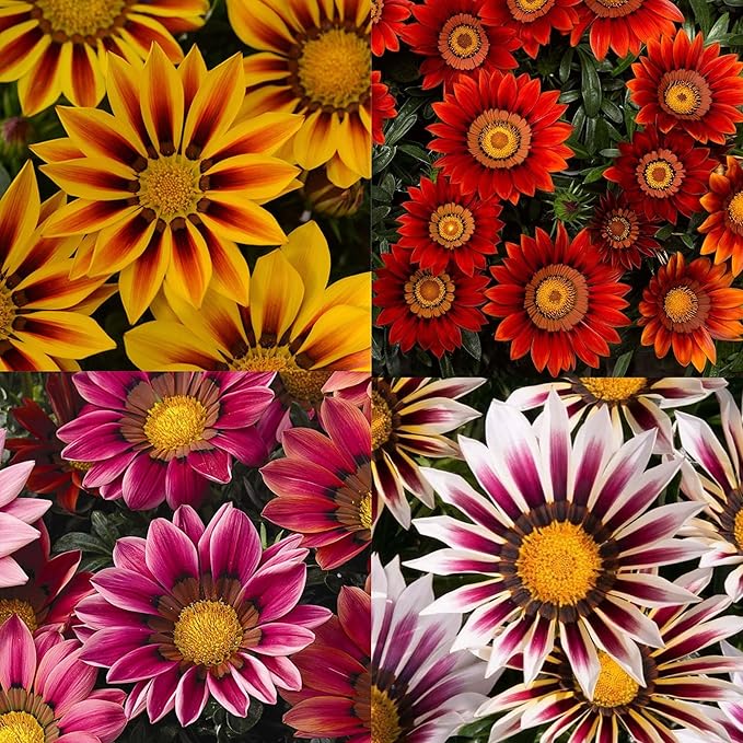 gazania gazania flower seeds