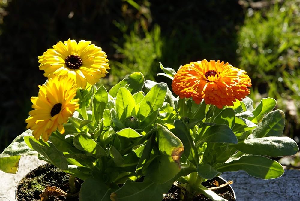 calendula fiesta flower seeds