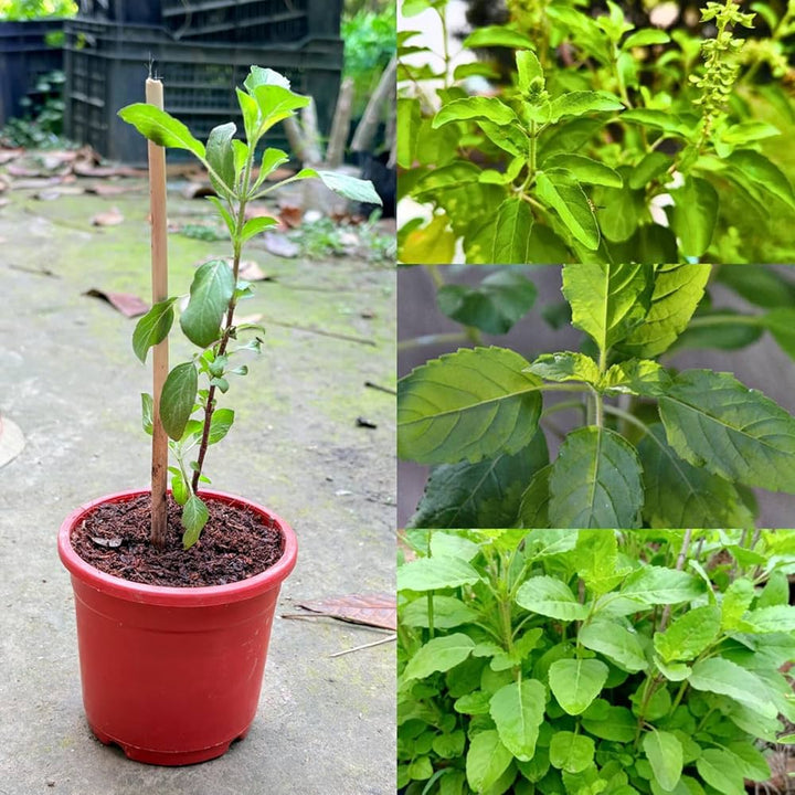 Grüne Heilige Basilikum Tulsi Pflanzensamen, Alte Sorte, gentechnikfrei, hohe Keimrate, Bio-Gartensamen zum Pflanzen