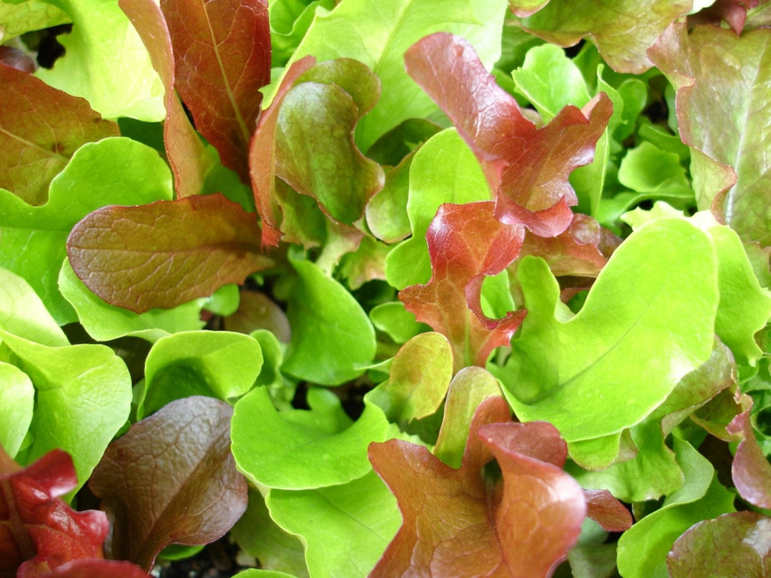 Mesclun Lettuce herb seeds