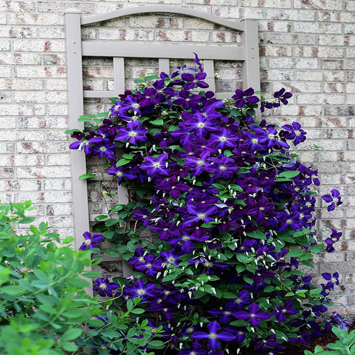 Dark Purple Climbing Clematis Flower Seeds for Planting – Heirloom Non-GMO High Germination Seeds Seeds for Planting Organic Garden Seeds