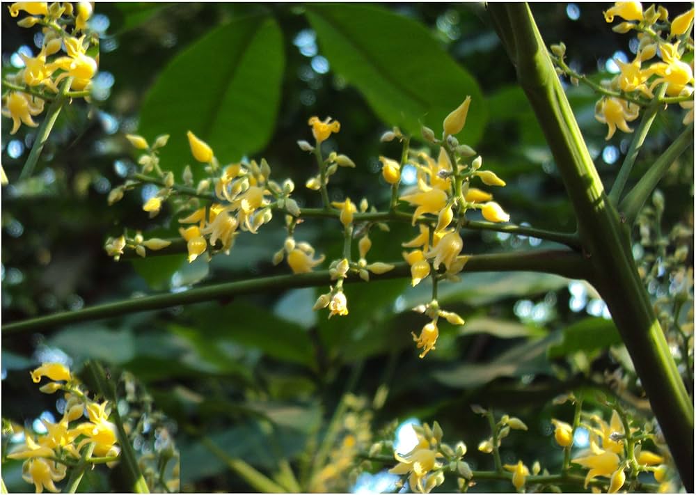 Para Rubber Tree Seeds for Planting