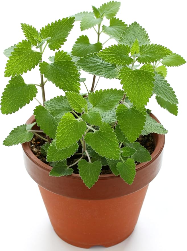 catnip plant flower seeds