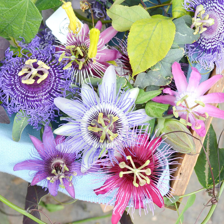 Mixed Passion Flower Seeds – Heirloom, Non-GMO, High Germination Seeds