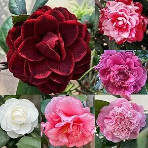 real camellia flower seeds