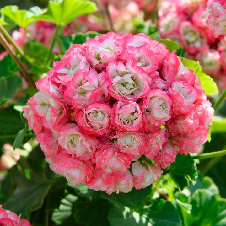Light Pink Apple Geranium Flower Seeds – Heirloom, Non-GMO, High Germination Seeds
