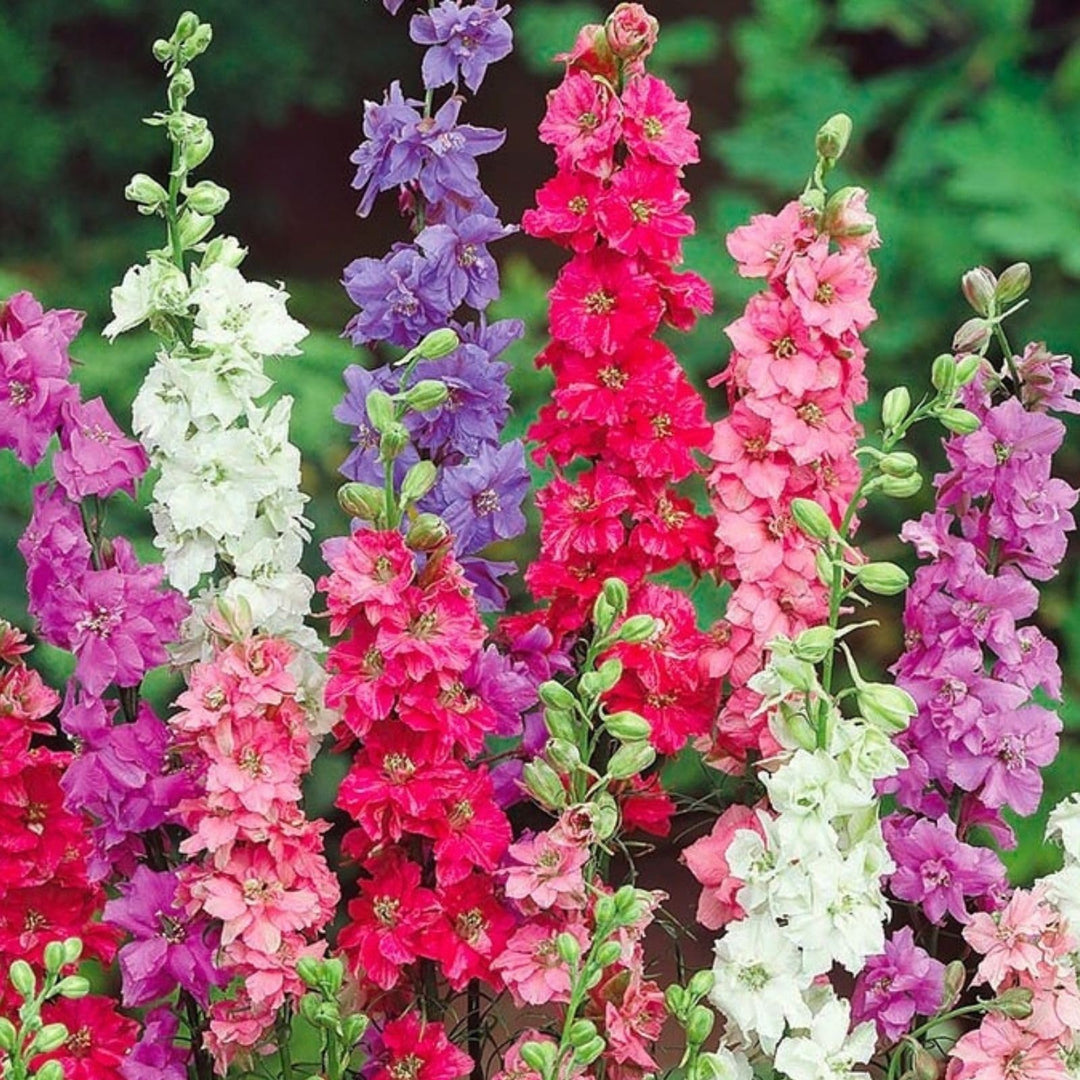 millennium delphinium flower seeds