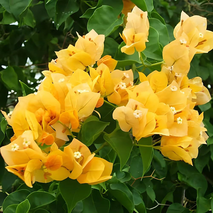 Yellow Bougainvillea Flower Seeds Heirloom Non-GMO High Germination Organic Garden Seeds for Planting