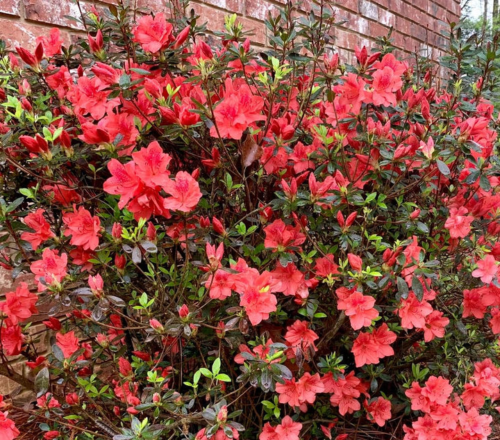 Azalea Flower Seeds Red for Planting Heirloom Non-GMO High Germination Organic Garden Seeds