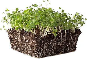 Burnet For herb seeds