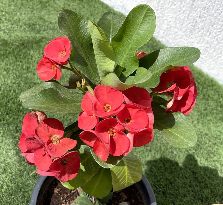 Milii Flower Seeds Red – Heirloom, Non-GMO, High Germination Seeds