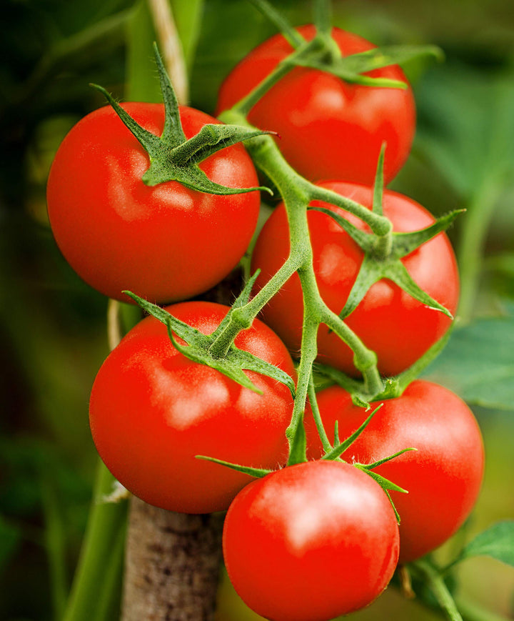 heirloom tomato flower seeds