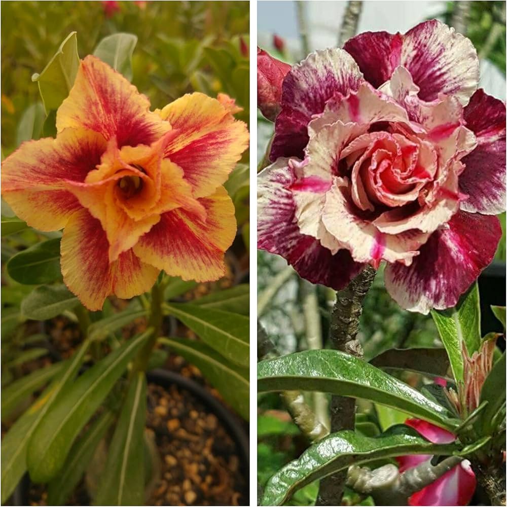 Mixed Adenium Rose Flower Seeds – Heirloom, Non-GMO, High Germination Seeds