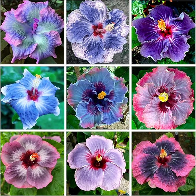 mixed color flower seeds