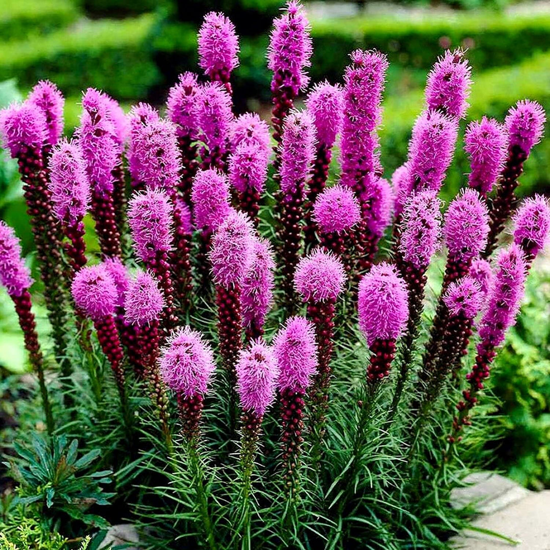 marsh blazing flower seeds