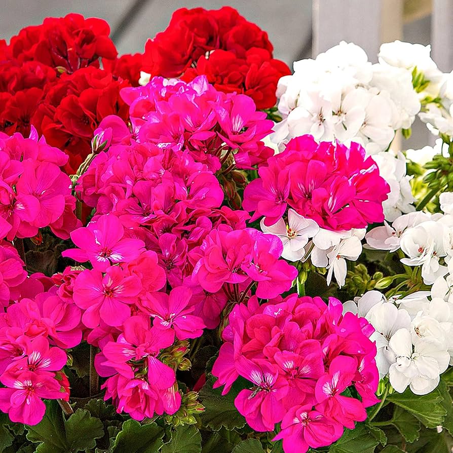 edge geranium flower seeds