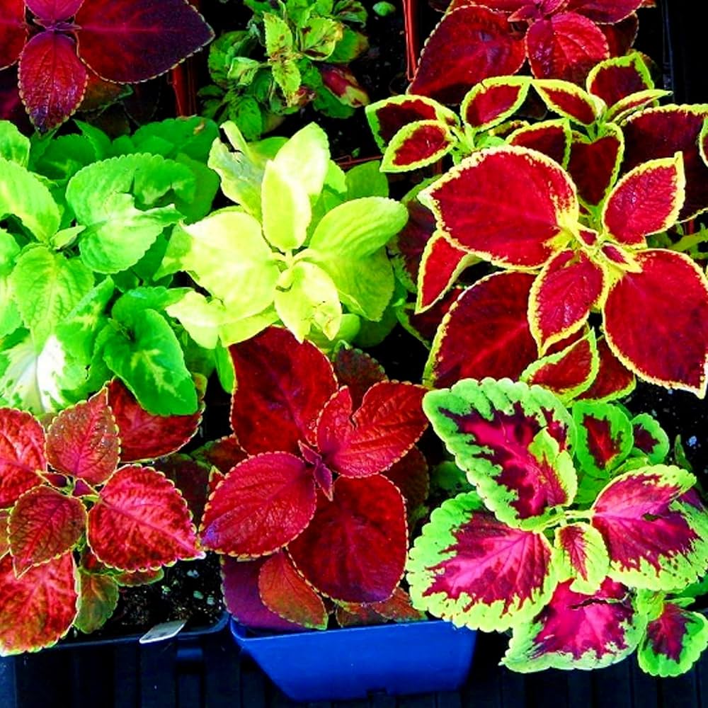 coleus rainbow flower seeds