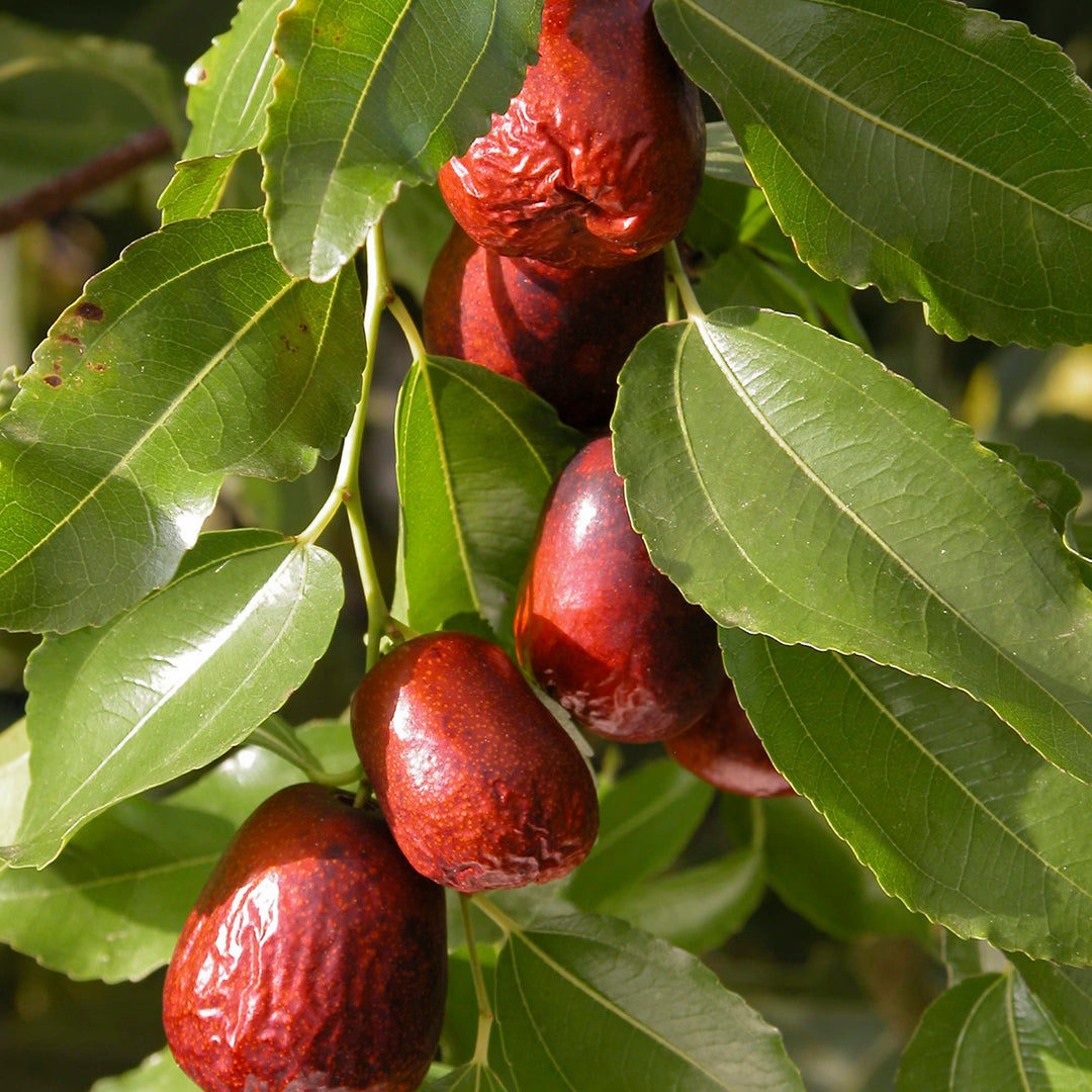 Green Ziziphus herb seeds