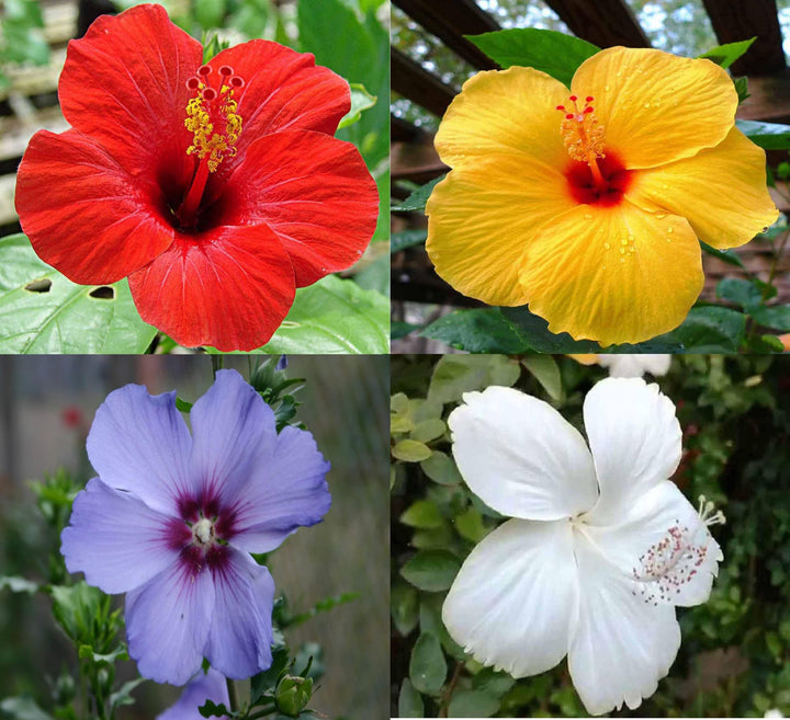 Semillas de hibisco gigante mezcladas – Variedad tradicional, sin OGM, semillas de alta germinación