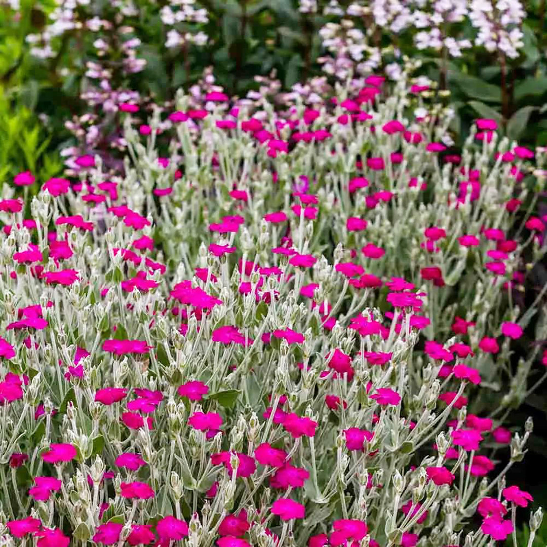 Lychnis Rosette herb seeds