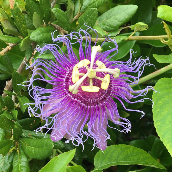 Violet Passion Edulis Flower Seeds – Heirloom Non-GMO High Germination Organic Garden Seeds
